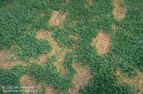 Pythium blight (grease spot), caused by <I>Pythium</I> sp., on a ryegrass and bluegrass lawn. 