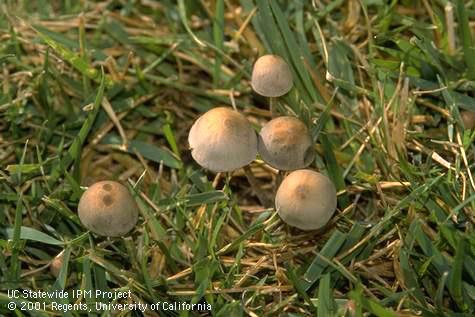 Mushrooms of the lawn fungus, <I>Panaeolus foenisecii,</I> haymaker's Panaeolus.