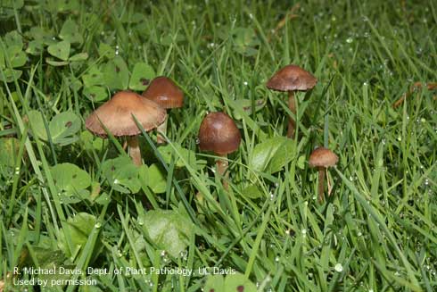 Mushrooms of the common lawn fungus, haymaker's Panaeolus, <i>Panaeolus foenisecii.</i>.