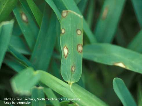 Gray leaf spot on St. Augustinegrass caused by <i>Pyricularia grisea.</i>.