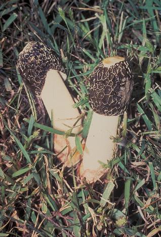 Stinkhorn mushroom, <I>Phallus impudicus,</I> in turf.