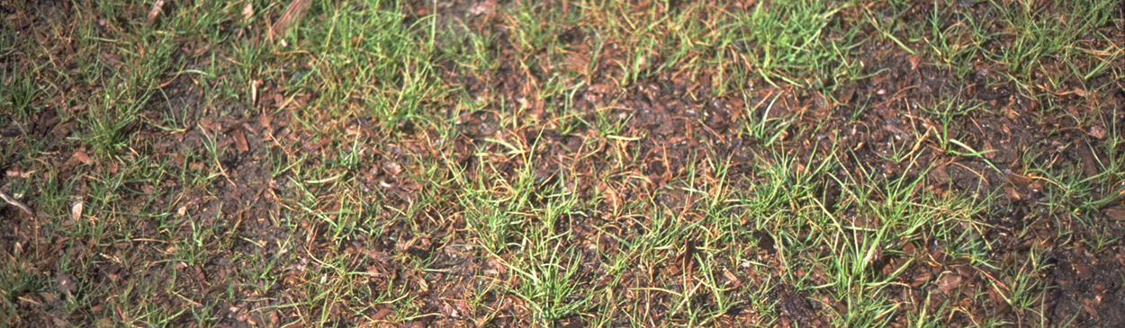 Sparse growth of turf due to seedling damping off caused by Pythium spp., Rhizoctonia spp., Fusarium spp., and/or Helminthosporium spp.