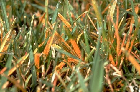 Rust damage to bluegrass foliage.