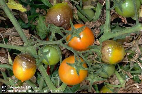 Fruit damaged by late blight.