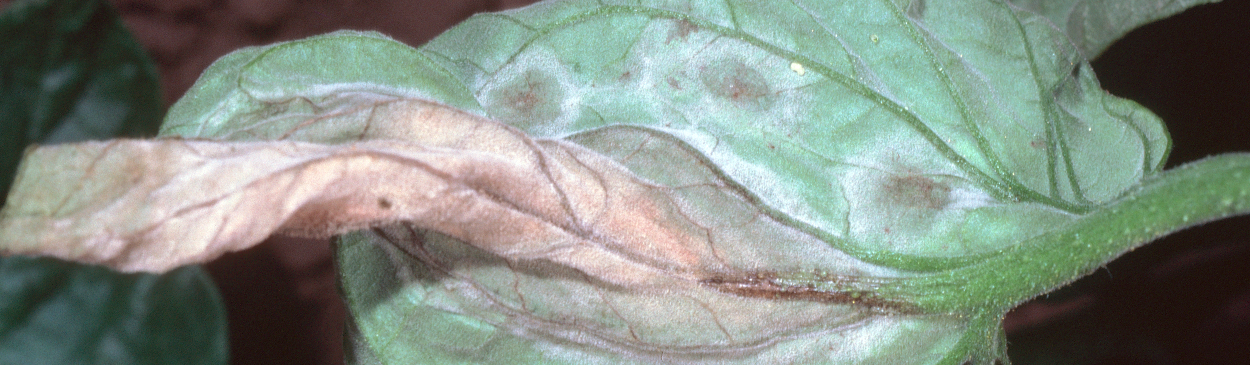 Late blight fungus produces rings of mycelium and spore-forming structures on lower side of leaves.