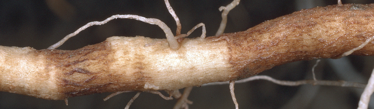 Root damaged by corky root.