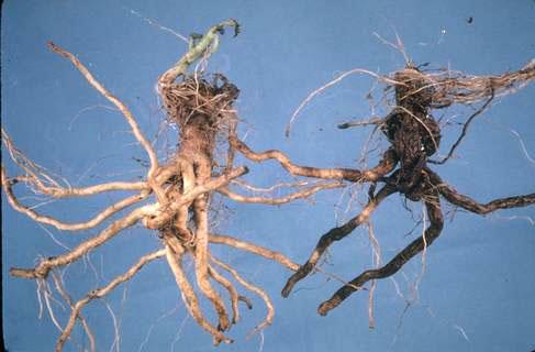 Root damaged by corky root.