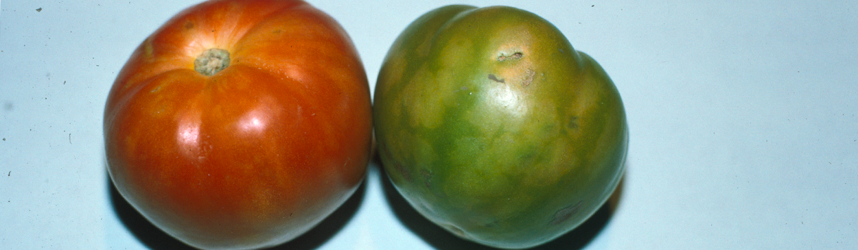 Fruit infected with Potato virus Y are distorted and develop mosaic symptoms. The fruit do not ripen normally.