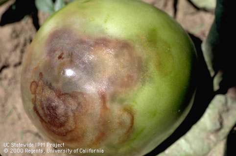 Fruit damaged by buckeye rot.