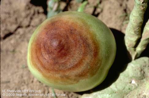 Fruit damaged by buckeye rot.