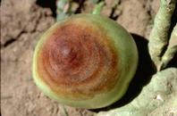 Buckeye rot