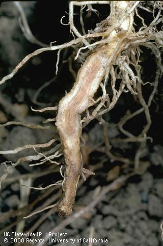 Root damaged by Phytophthora root rot.