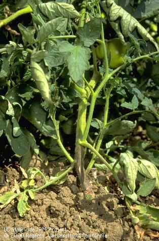 Damage casuing symptoms of Phytophthora root rot.