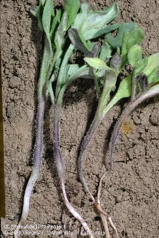 The tap root and lower stem are shriveled and darkened in seedlings affected by damping-off (right). 