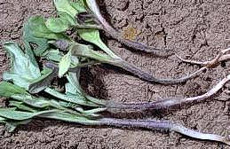 The tap root and lower stem are shriveled and darkened in seedlings affected by damping-off (right).