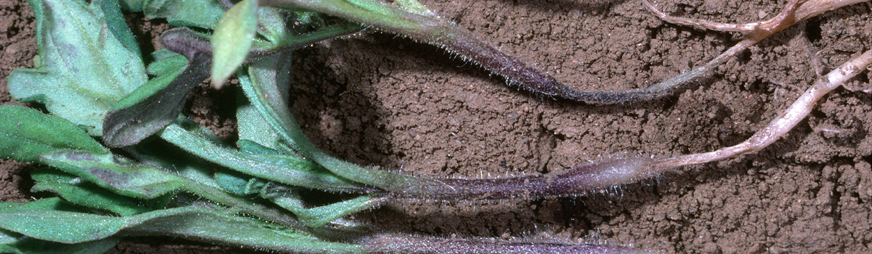 The tap root and lower stem are shriveled and darkened in seedlings affected by damping-off (right).