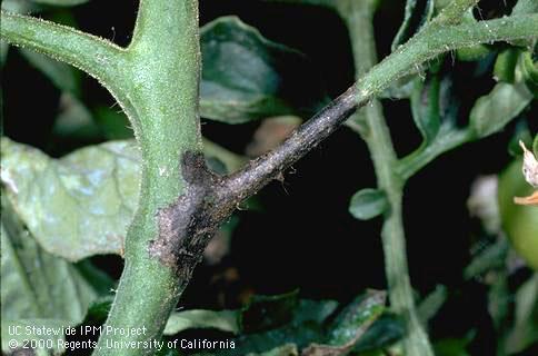 Branch/twig damaged by bacterial speck.