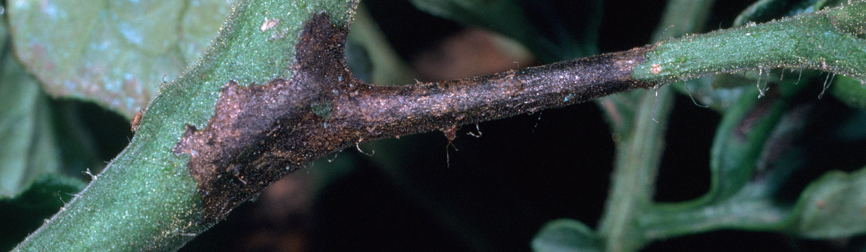 Bacterial speck causes black lesions on petioles and stems.