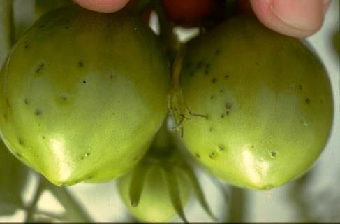 Bacterial speck appears as superficial dark specks on green fruit.