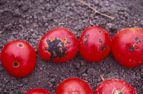 These ripe tomato fruit with bacterial speck were infected when they were green. The black raised spots are surrounded by margins where the fruit was slow to ripen.