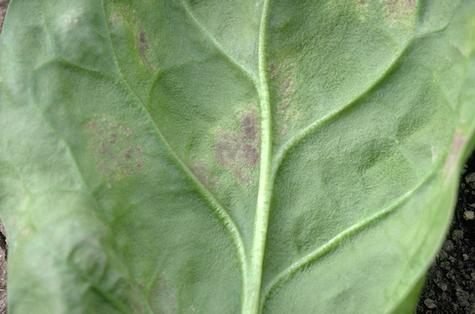 Downy mildew growing on a spinach leaf.