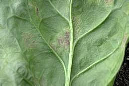 Spores of downy mildew on the underside of a spinach leaf