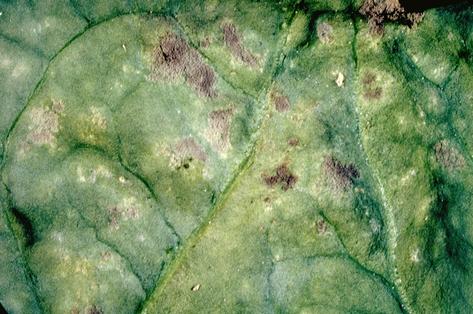 Grayish spores of downy mildew, <i>Peronospora farinosa,</i> on the underside of a spinach leaf with yellowish discoloration caused by the plant-pathogenic oomycete.