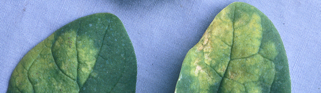 Yellow leaf lesions caused by the downy mildew fungus, Peronospora farinosa f. sp. spinaciae.