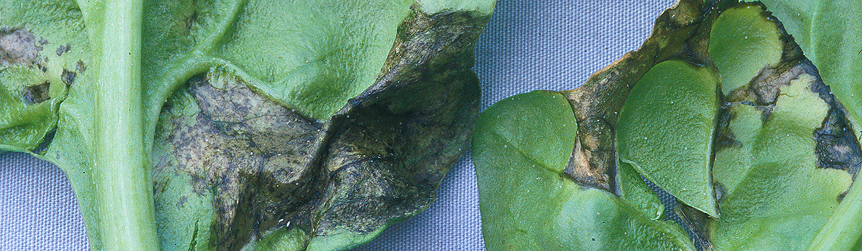 Angular, dark lesions of bacterial leaf spot caused by Pseudomonas syringae pv. spinacea.