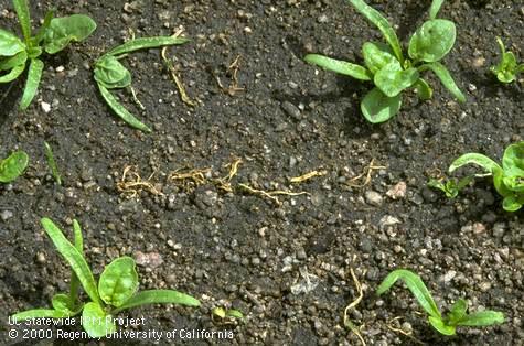 Damping off of spinach seedlings caused by Pythium.