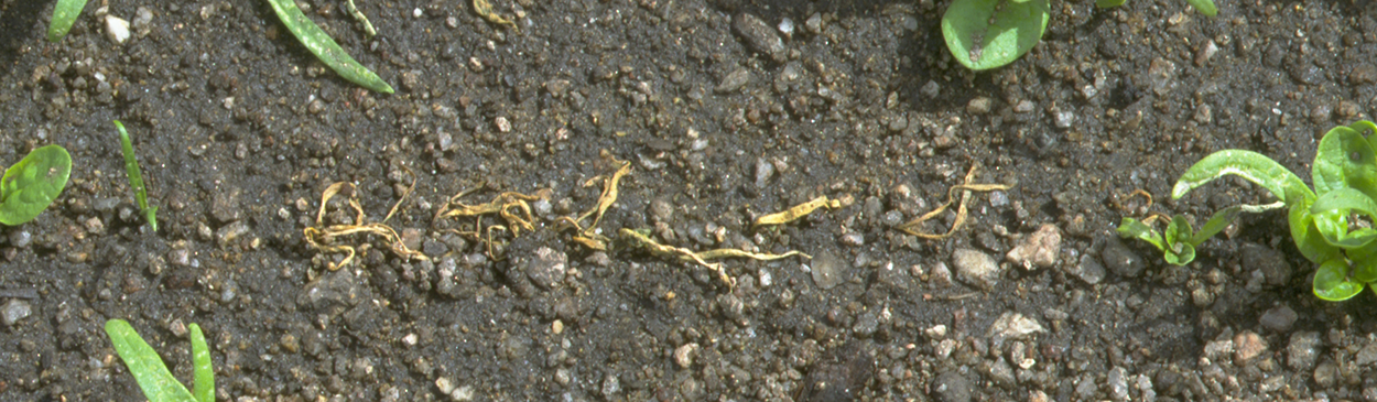 Damping off of spinach seedlings caused by Pythium.