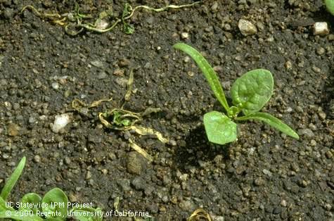 Damping off of spinach seedlings caused by Pythium.