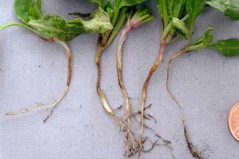 Rotting of spinach seedlings caused by Pythium.