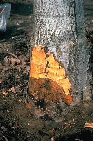 Crown damaged by Phytophthora crown rot, Phytophthora root rot.