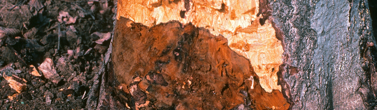 The dark reddish brown canker of Phytophthora root and crown rot.