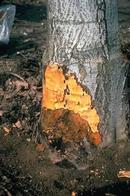 Phytophthora root and crown rot