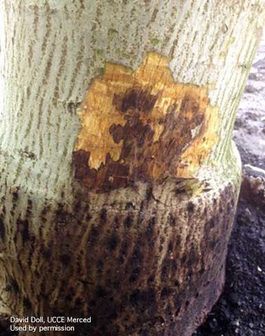 Irregular or jagged advancing margins of a Phytophthora crown rot canker on walnut.