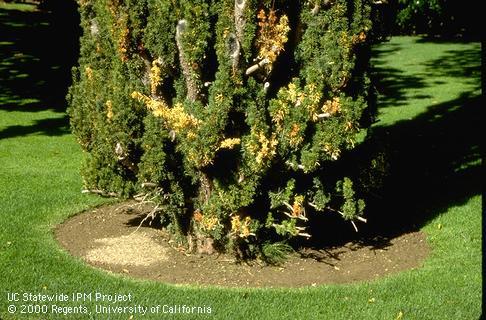 Field shot of Phytophthora cinnamomi.