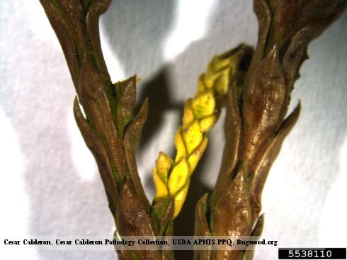 Conifer shoot tip turned brown and yellow and killed by Pestalotiopsis tip blight and dieback, or cryptomeria blight, <i>Pestalotiopsis funerea</i>.