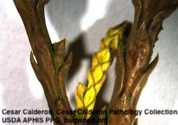 Conifer shoot tip turned brown and yellow and killed by Pestalotiopsis tip blight and dieback.