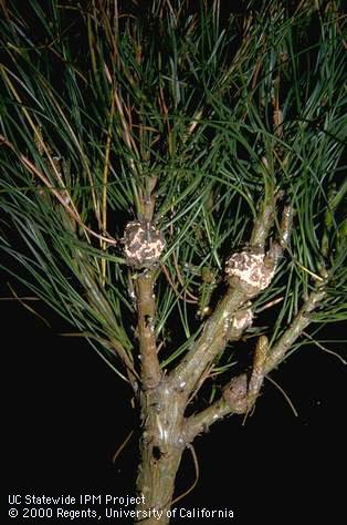 Round swellings on pine terminals infected by western gall rust, <i>Endocronartium (=Peridermium) harknessii.</i>.