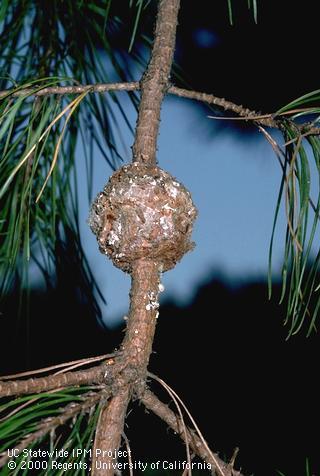 Branch damaged by Western gall rust.