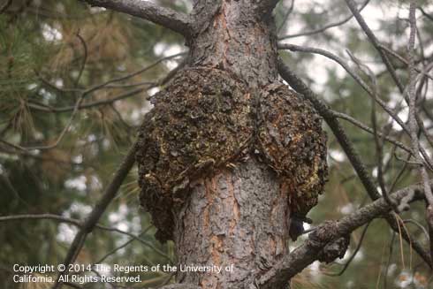 Distorted bark growth from western gall rust, <i>Endocronartium</i> (=<i>Peridermium) harknessii,</i> infecting the main trunk of a ponderosa pine.