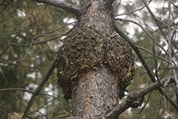 Western gall rust on a trunk