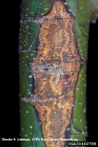 A brown sunken canker with sharply defined borders with healthy green tissue. A Phomopsis canker, <i>Phomopsis</i> sp., with many black, tiny fungal fruiting bodies (pycnidia) that have erupted from the diseased bark.