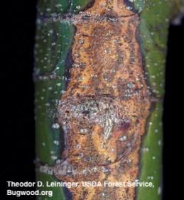 Brown Phomopsis canker with sharply defined borders with healthy green tissue.