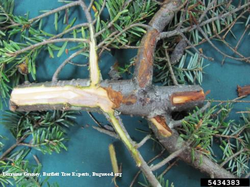 Bark removed from a Phomopsis canker showing where healthy, green and white tissue meets unhealthy vascular tissue that is discolored reddish brown.