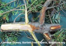 Bark removed revealing reddish brown discolored vascular tissue due to Phomopsis canker.