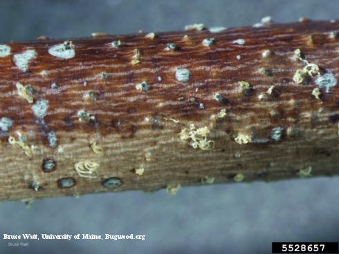 Black pycnidia of Phomopsis canker, <i>Phomopsis</i> sp., that erupted from a branch canker, some extruding cream-colored tendrils of asexual spores (conidia), magnified.