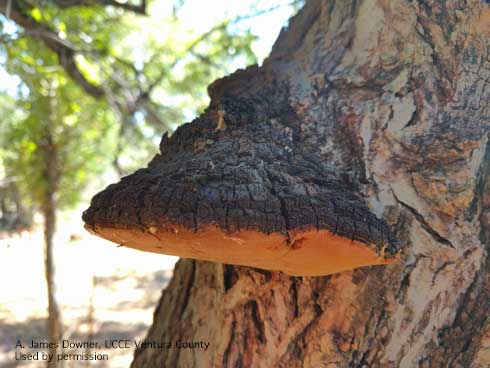 Fruiting bodies of the fungus <i>Phellinus ignarius</i> on black walnut, <i>Juglans nigra</i>.